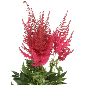 Astilbe Flower -  Hot Pink