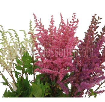 Assorted Astilbe