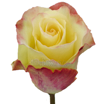 Aubade Unique Bicolor Rose