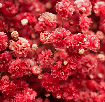 Babys Breath Red Flowers