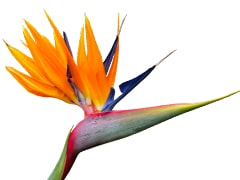 Bird of paradise Flower