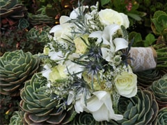 Fresh Succulents for Weddings and Events