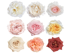 Garden Roses 24 Pack By Color