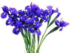 Iris Send Flowers Online