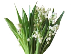 Lily of The Valley Flower
