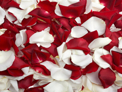 Fresh Red White Rose Petals