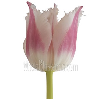 Bell Song Fringed Dark Pink Tulips