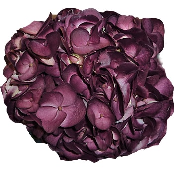 Purple Hydrangea Airbrushed Dark Berenjena