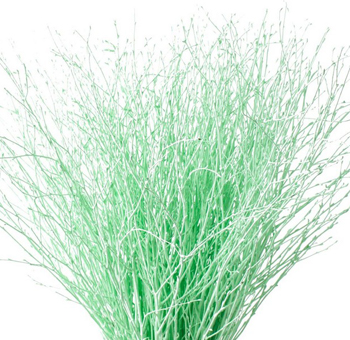 Birch Branches Dyed Light Green – Betula Pendula