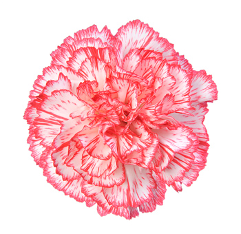 Bicolor White Red Carnations for Valentine's Day