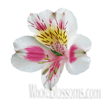Alstroemeria White Bicolor Pink Flowers