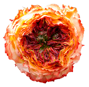 Red Garden Rose Bicolor