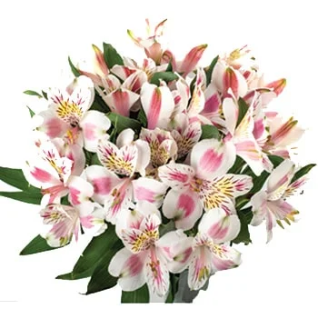 Close-up of bicolor pink alstroemeria, accentuating a bridal bouquet with its captivating charm.