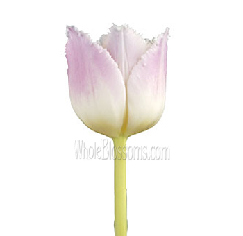 Fringed Pink White Tulips