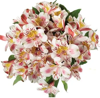 Bicolor white-red alstroemeria blossoms, enhancing a wedding bouquet with dynamic charm and elegance.