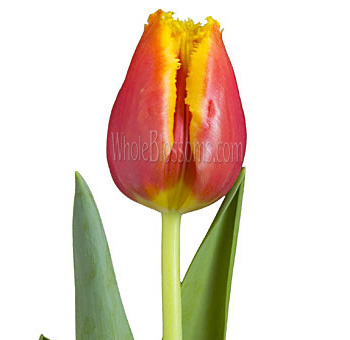 Bicolor Fringed Red Yellow Tulips