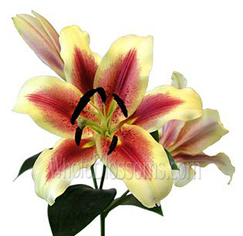 Oriental Lily Bicolor Red with Yellow Flowers