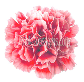 Bicolor Blush White Carnation Overnight Delivery