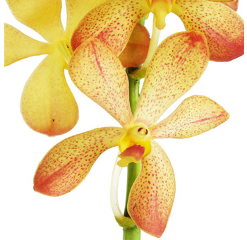 Mokara Orchid Yellow Bicolor