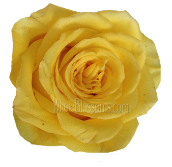 Bikini Yellow Organic Roses