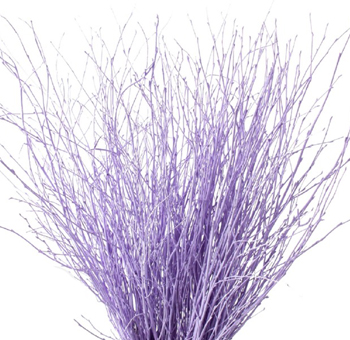 Birch Branches Dyed Lavender – Betula Pendula