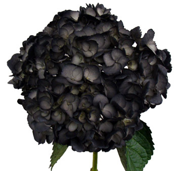 Black Hydrangea Airbrushed