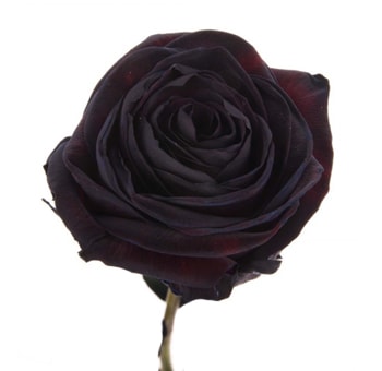Black Tinted Roses for Valentine's Day