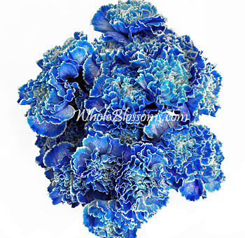 Blue Tinted Carnations for Valentine's Day