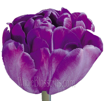 Blue Diamond Double Purple Tulips