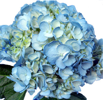 Blue Hydrangea Airbrushed