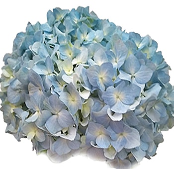 Super Select Blue Hydrangea
