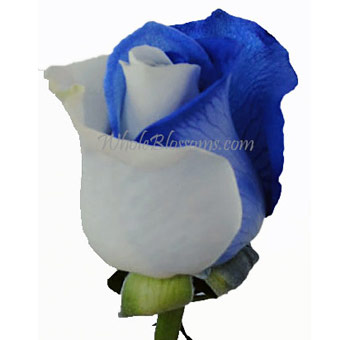 Striped Blue Tinted Rose for Valentine's Day