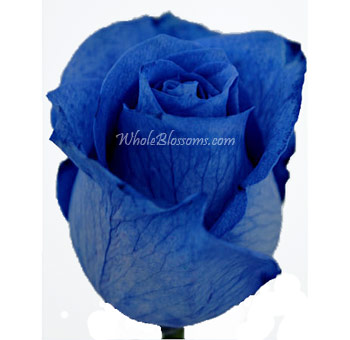 Blue Rose Tinted for Valentine's Day