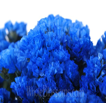 Statice Tinted Blue Flowers
