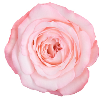 Blush Garden Rose Flower