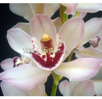 Mini Cymbidium Orchid Blush
