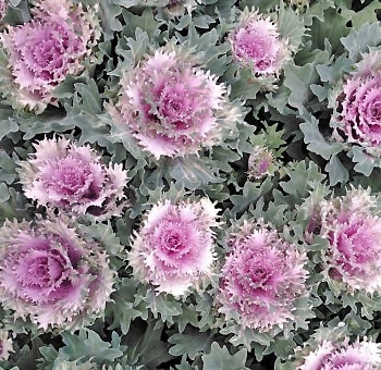 Kale Lavender Color
