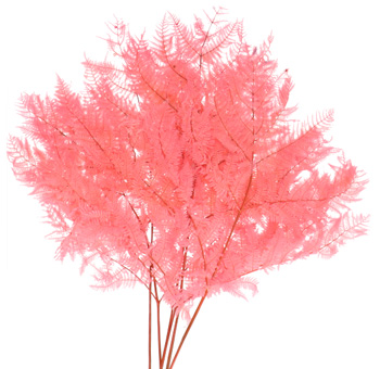 Bracken Fern – Pink Dried Flowers