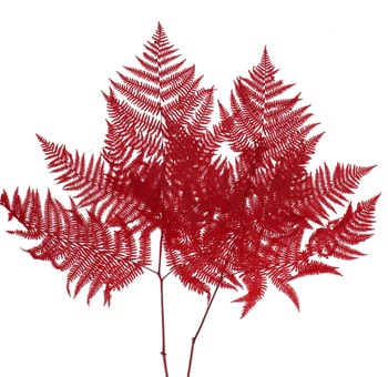 Best Types Of Ferns For Bouquets