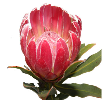 Protea Flower - Brenda