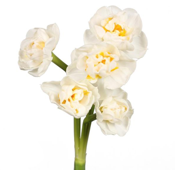 Cream Daffodils