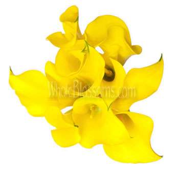 Yellow Calla Lily Bridesmaid Bouquets