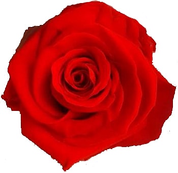 Bright Red Preserved Roses Biological