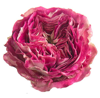 Purple Garden Roses Bicolor - Brujas