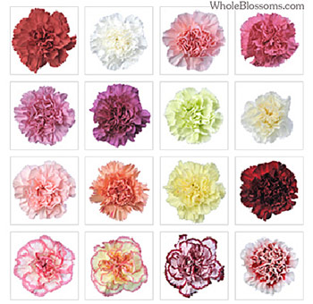 Carnations Assorted