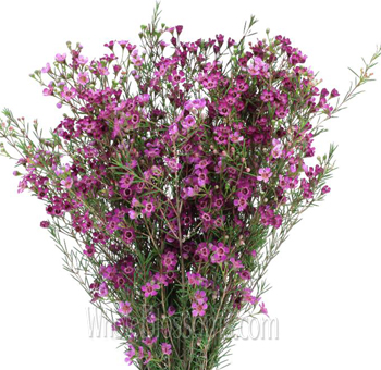 Dark Pink Purple Wax Flower