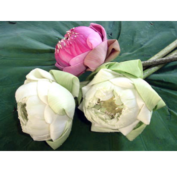 Lotus Flowers Assorted