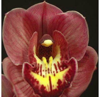 Burgundy Cymbidium Orchid