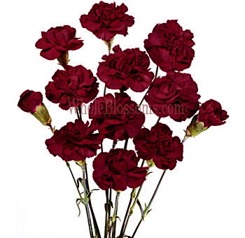 Burgundy Mini Carnations for Valentine's Day