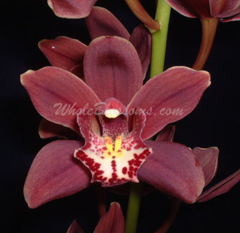 Burgundy Mini Cymbidium Orchid